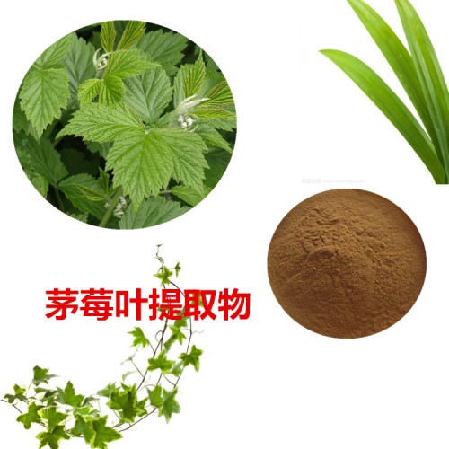 茅莓葉提取物 茅莓葉粉 茅莓葉速溶粉 茅莓葉浸膏粉