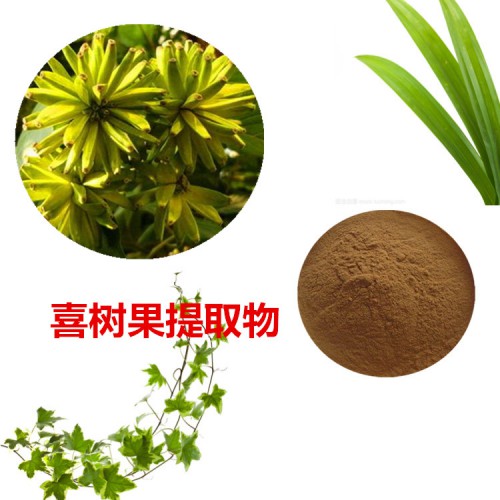 喜樹果提取物 喜樹果粉 喜樹果速溶粉 喜樹果浸膏粉