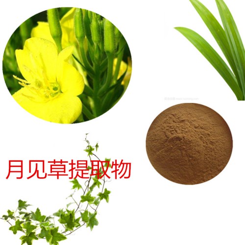 月見(jiàn)草提取物  月見(jiàn)草粉  月見(jiàn)草速溶粉  月見(jiàn)草浸膏粉