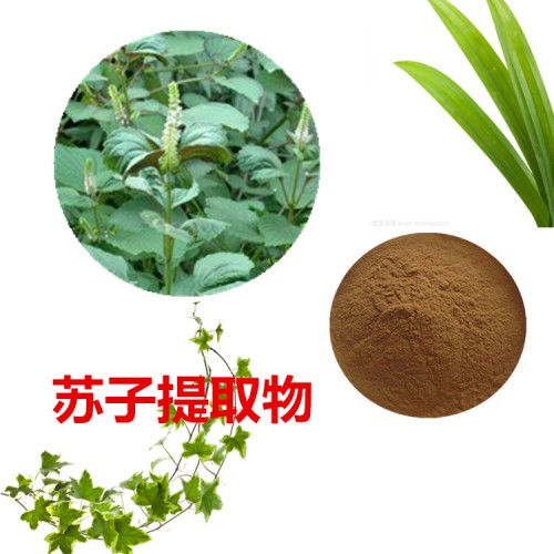 蘇子提取物 10：1  蘇子粉 蘇子速溶粉 蘇子浸膏粉