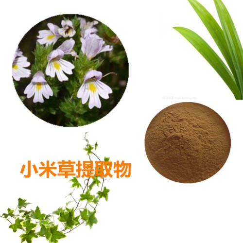 小米草提取物  小米草粉 小米草速溶粉  小米草浸膏粉