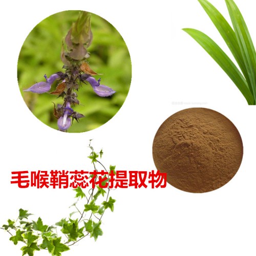 毛喉鞘蕊花提取物  毛喉鞘蕊花粉 毛喉鞘蕊花速溶粉