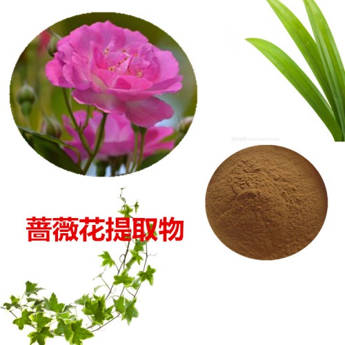 薔薇花提取物  薔薇花粉 薔薇花速溶粉 薔薇花浸膏粉