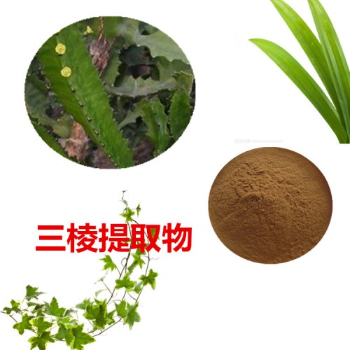 三棱提取物  三棱粉 三棱速溶粉 三棱浸膏粉