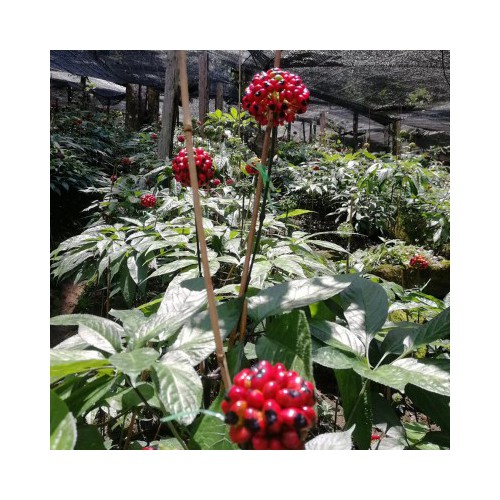 黑三七種植基地 金平黑三七種植基地 黑三七種植區