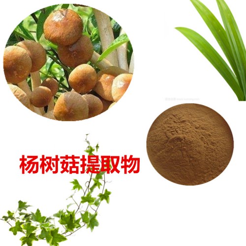 楊樹菇提取物 楊樹菇粉 楊樹菇速溶粉 楊樹菇浸膏粉