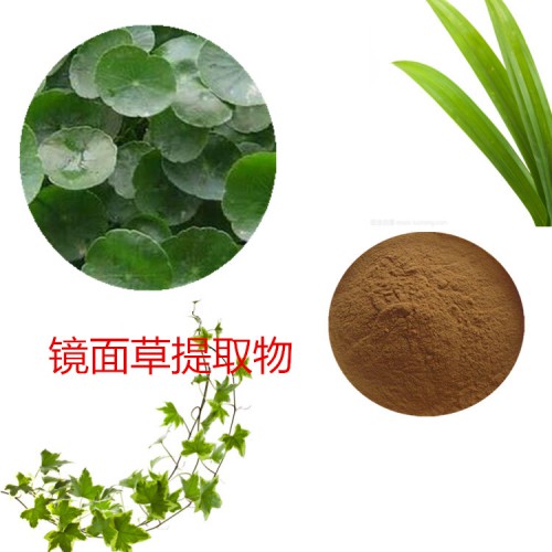 鏡面草提取物  鏡面草粉 鏡面草速溶粉 鏡面草浸膏粉