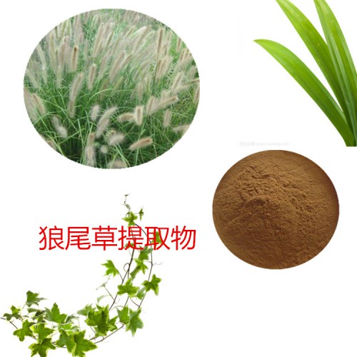 狼尾草提取物 狼尾草粉 狼尾草速溶粉 狼尾草浸膏粉