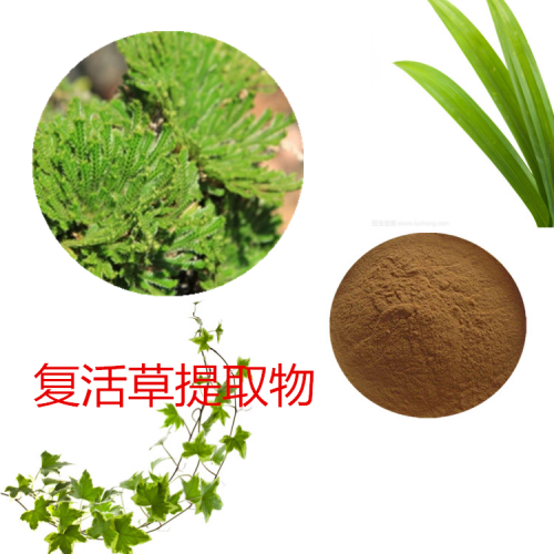 復(fù)活草提取物 復(fù)活草粉 復(fù)活草速溶粉 復(fù)活草浸膏粉