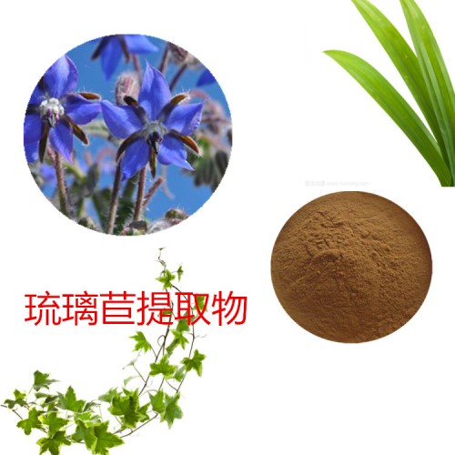 琉璃苣提取物 琉璃苣粉 琉璃苣速溶粉 琉璃苣浸膏粉