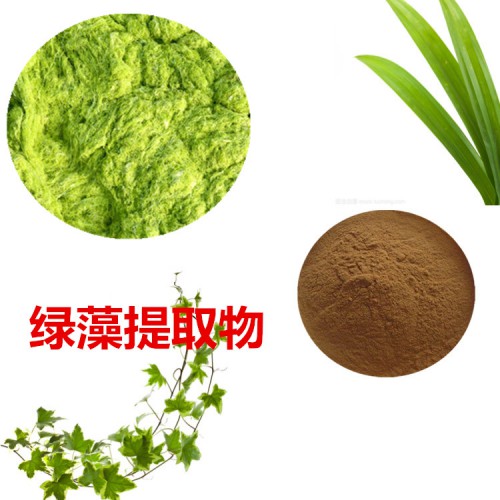 綠藻提取物 綠藻粉 綠藻速溶粉 綠藻浸膏粉