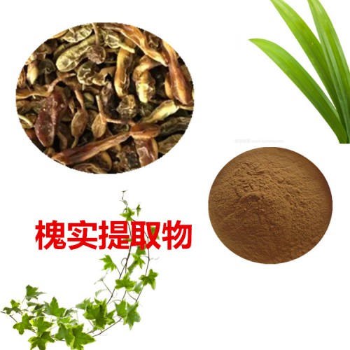 槐實(shí)提取物 槐實(shí)粉 槐實(shí)速溶粉 槐實(shí)浸膏粉