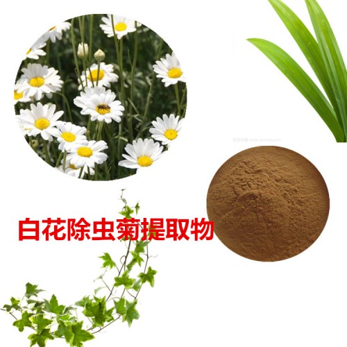 白花除蟲菊提取物  白花除蟲菊速溶粉 白花除蟲菊浸膏粉