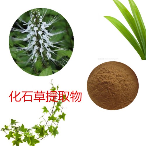 化石草提取物  化石草粉 化石草速溶粉  化石草浸膏粉