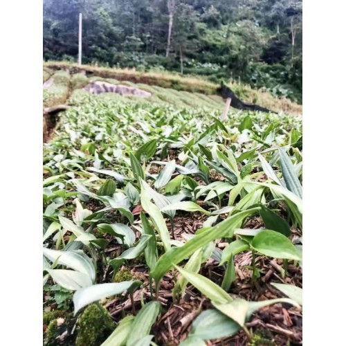 黃精主要分布哪里？黃精市場現狀及種植技術、基地供應黃精種苗