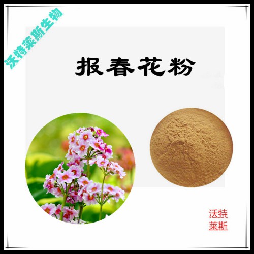 報春花粉 報春花提取物 報春花浸膏  報春花提取液