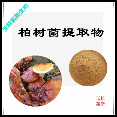 柏樹菌粉 柏樹菌提取物 柏樹菌浸膏 柏樹菌提取液