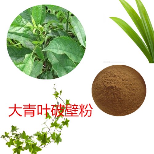 大青葉粉 大青葉破壁粉 大青葉浸膏 大青葉提取液