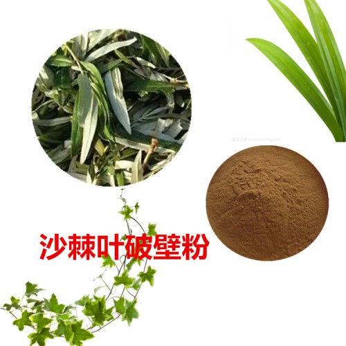 沙棘葉粉 沙棘葉破壁粉 沙棘葉浸膏 沙棘葉提取液