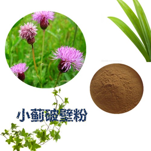 小薊粉 小薊破壁粉 小薊浸膏   小薊提取液