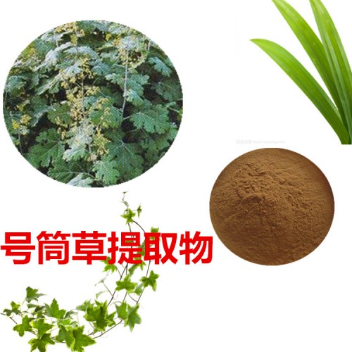 號筒草速溶粉號筒草提取物 號筒草浸膏 號筒草浸膏粉