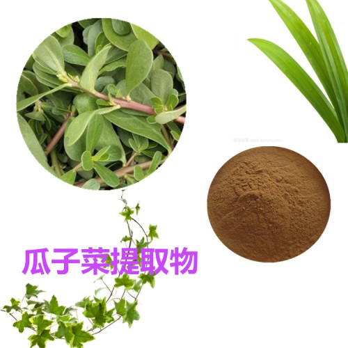 瓜子菜速溶粉 瓜子菜提取物 瓜子菜浸膏 瓜子菜浸膏粉