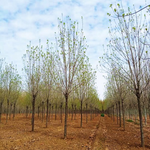 白蠟樹苗種植基地