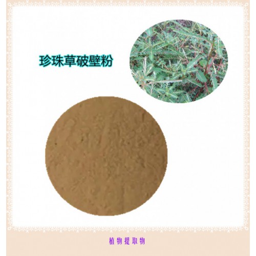 珍珠草提取物  珍珠草浸膏 珍珠草粉 珍珠草破壁粉