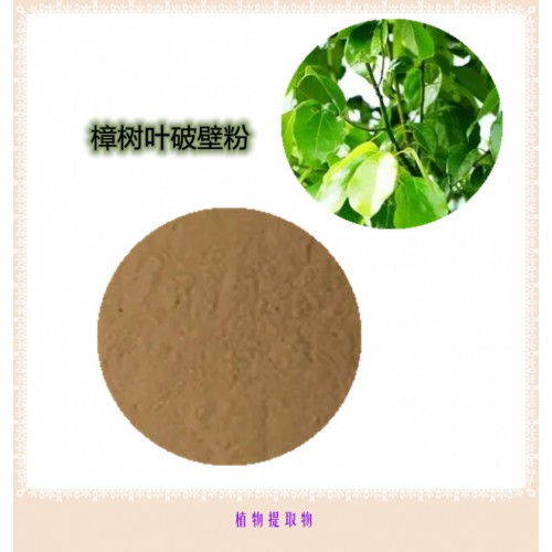 樟樹葉粉 樟樹葉提取物  樟樹葉浸膏 樟樹葉破壁粉