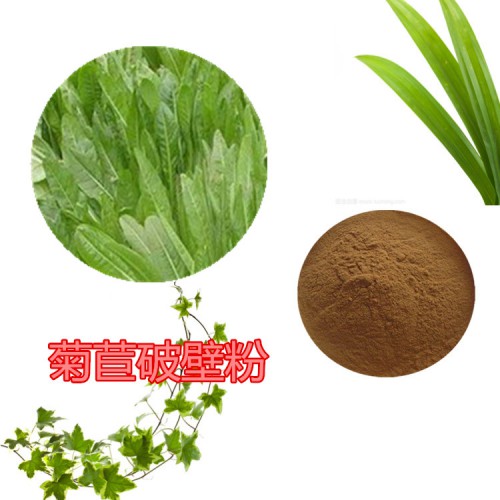 菊苣提取物 菊苣浸膏   菊苣粉 菊苣破壁粉