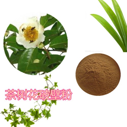 茶樹花提取物 茶樹花浸膏  茶樹花粉 茶樹花破壁粉