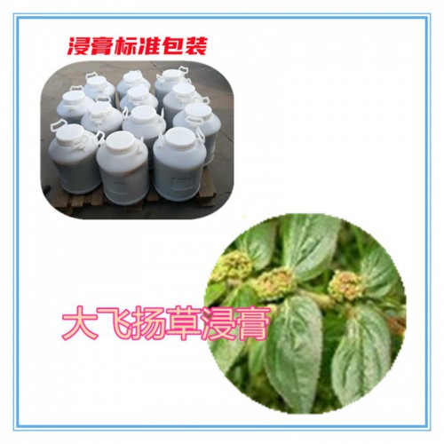 大飛揚(yáng)草提取物 大飛揚(yáng)草浸膏 大飛揚(yáng)草粉 大飛揚(yáng)草破壁粉