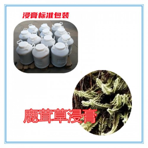 鹿茸草提取物 鹿茸草粉 鹿茸草破壁粉 鹿茸草提取液