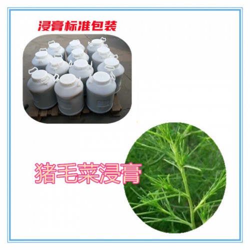 豬毛菜速溶粉 豬毛菜提取物 豬毛菜浸膏 豬毛菜浸膏粉