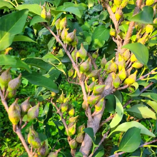 連翹苗 結果藥用連翹樹苗 山西千畝種植基地