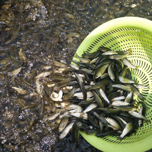 草魚苗 草魚苗批發 草魚苗廠家