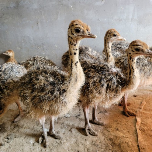 鴕鳥養殖場鴕鳥苗價格商品鴕鳥觀賞鴕鳥