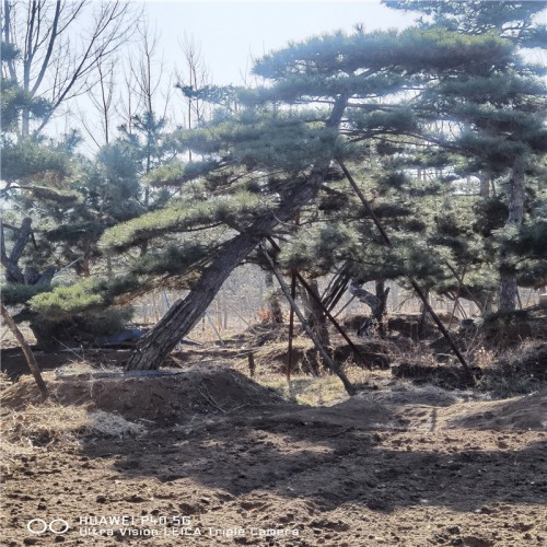 造型油松 造型油松種植基地 造型油松批發