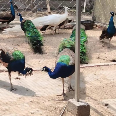 孔雀 養殖出售 景區動物園成年觀賞孔雀