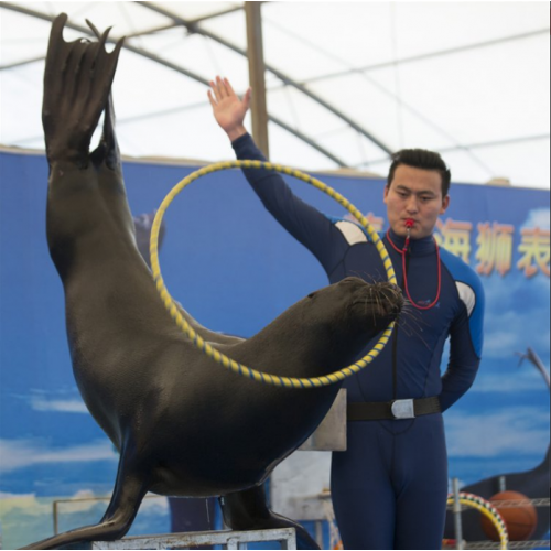 海獅表演出租 展覽館海獅頂球表演 海洋動物展覽出租