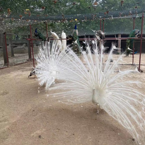 孔雀 藍孔雀 白孔雀 孔雀養殖場