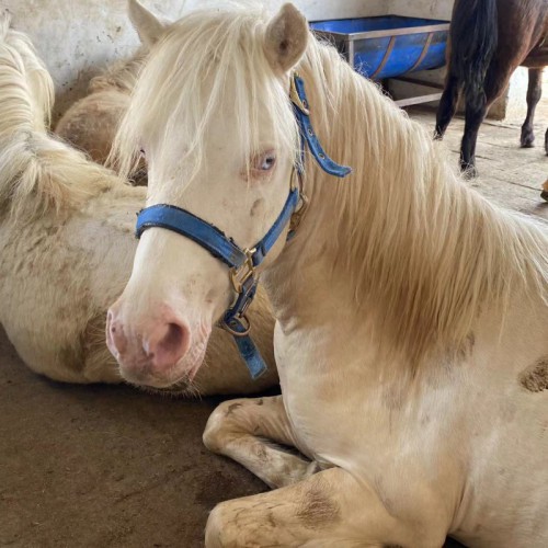 矮馬 國產矮馬 設特蘭矮馬 騎乘矮馬