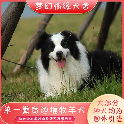 邊牧 邊牧犬 邊牧幼犬 邊牧價格