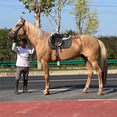 宏圖馬場 戶外騎乘大馬 純血統馬 大型馬 賽馬 馬匹 馬