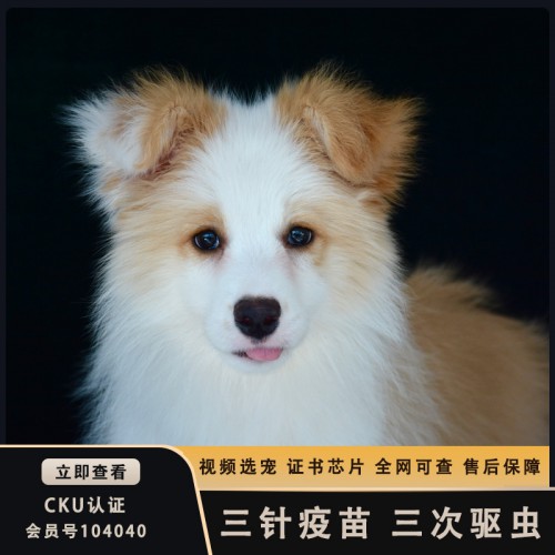 北京邊境牧羊犬狗舍