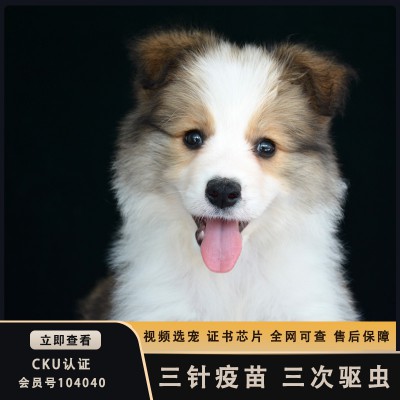 紅隕石色邊牧羊犬