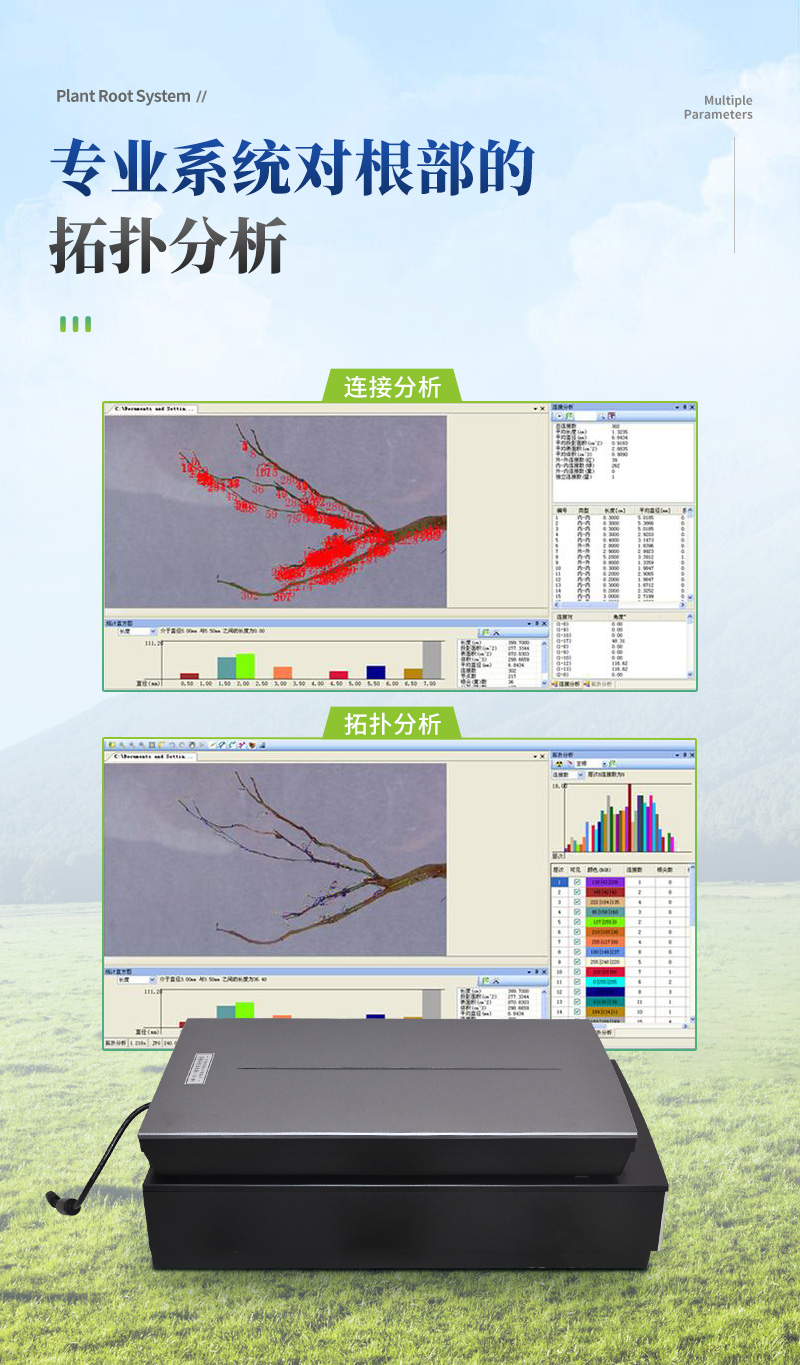 植物根系詳情_06