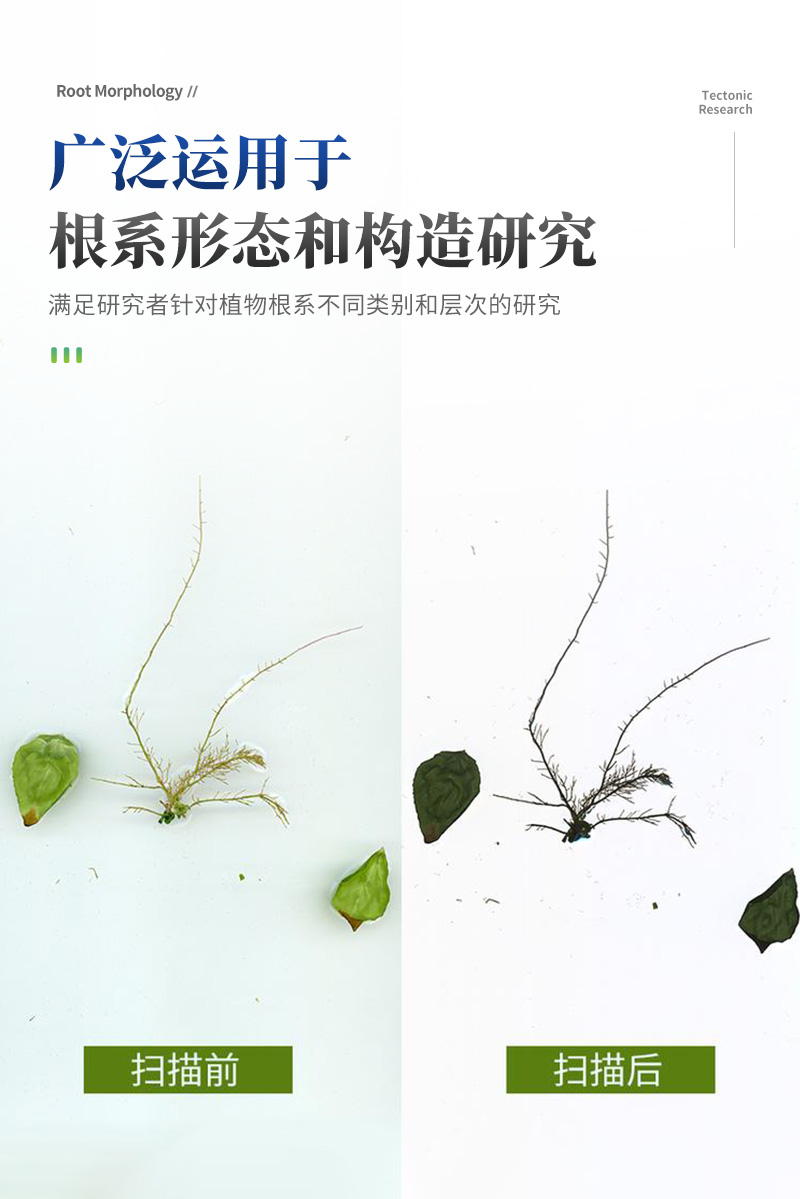 植物根系詳情_07