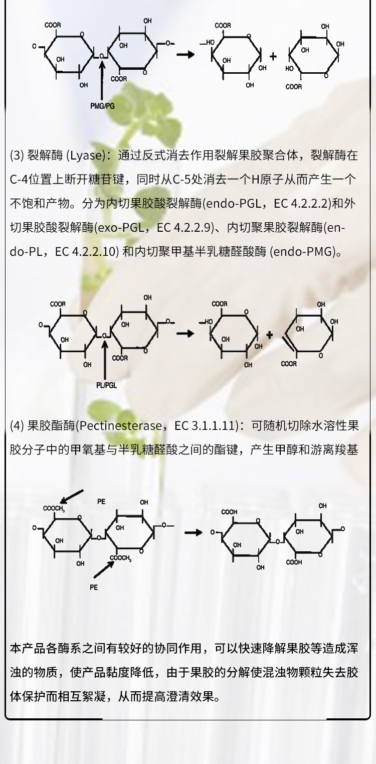 59-果膠酶30萬FDG-2259_04