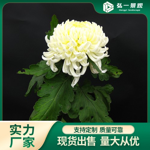 菊花種苗 菊花苗 大號(hào)菊花種苗